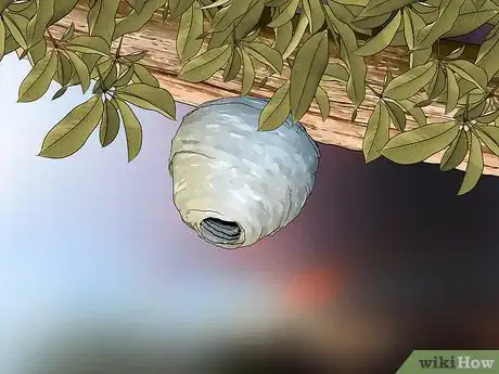 Image intitulée Identify Wasps Step 5