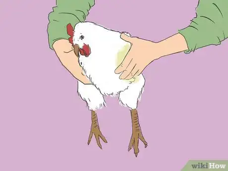 Image intitulée Get Rid of Chicken Mites Step 21