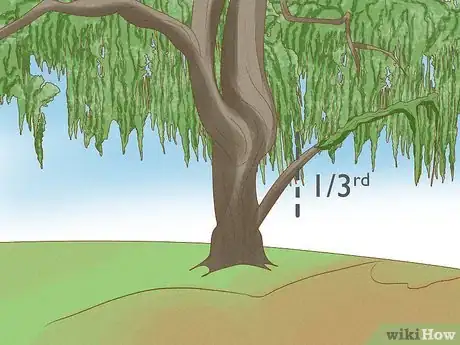 Image intitulée Prune a Weeping Willow Tree Step 6