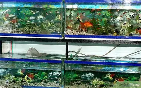 Image intitulée Take Care of Your Fish Step 1