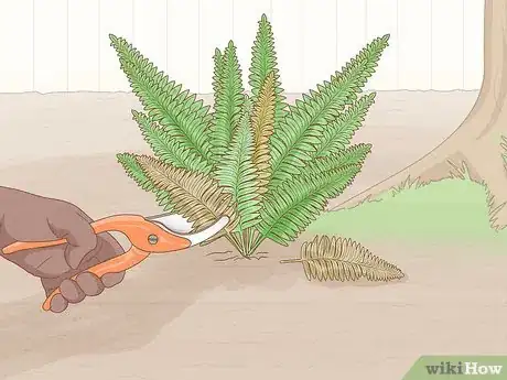 Image intitulée Care for Ferns Step 11