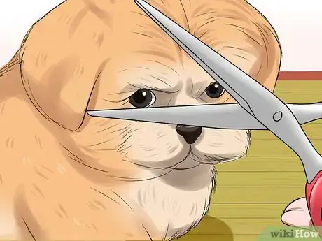 Image intitulée Prevent Tear Staining in Dogs Step 6