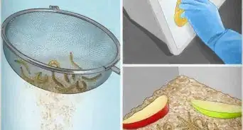 faire un élevage de vers de farine