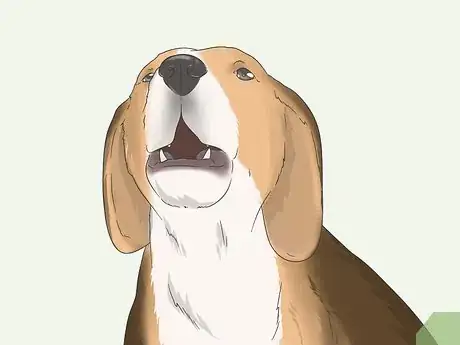 Image intitulée Get Your Small Dog to Stop Biting and Barking at You Step 2