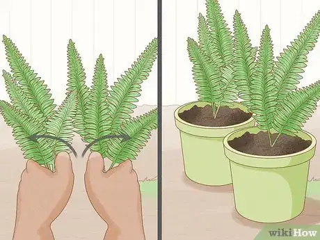 Image intitulée Care for Ferns Step 12