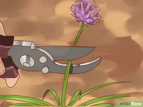 Image intitulée Grow Chives Step 20