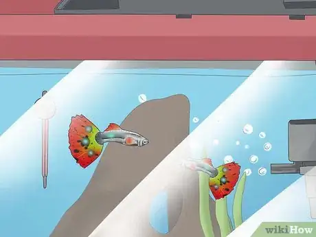 Image intitulée Look After Tropical Fish Step 9