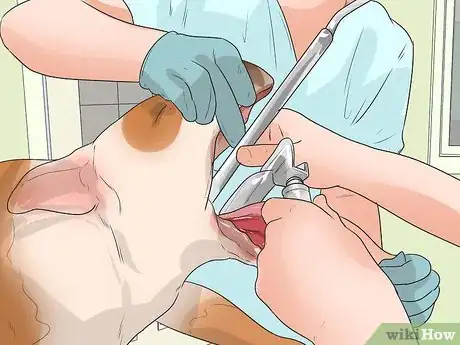 Image intitulée Diagnose Respiratory Problems in Bulldogs Step 8