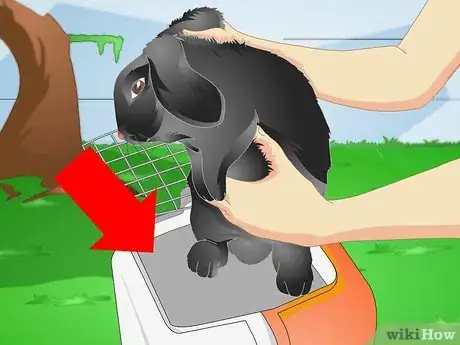 Image intitulée Make a Puppy Stop Digging Step 6