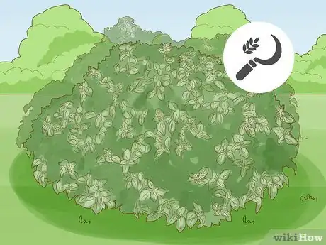Image intitulée Grow Lantana Plants Step 21