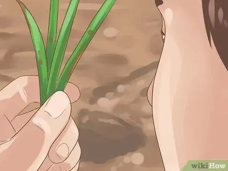 Image intitulée Grow Chives Step 16