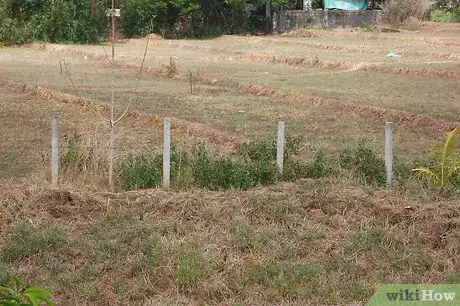Image intitulée Care for Cattle Step 5