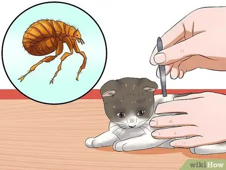 Image intitulée Get Rid of Fleas on a Kitten Too Young for Topical Ointments Step 4