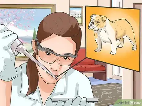 Image intitulée Diagnose Respiratory Problems in Bulldogs Step 9