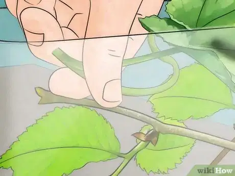 Image intitulée Catch Butterflies Step 13