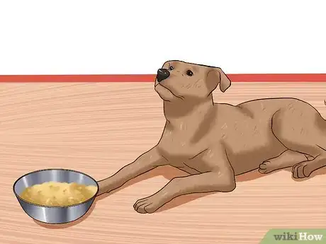 Image intitulée Diagnose Heartworms in Dogs Step 3
