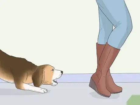 Image intitulée Get Your Small Dog to Stop Biting and Barking at You Step 5