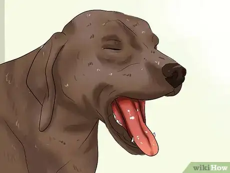 Image intitulée Diagnose Heartworms in Dogs Step 5