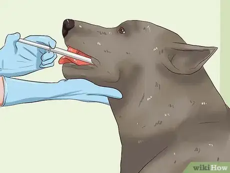 Image intitulée Treat Worms in Dogs Step 12