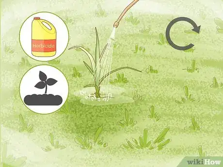 Image intitulée Get Rid of Nutgrass Step 20