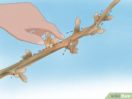 Image intitulée Prune a Weeping Willow Tree Step 9