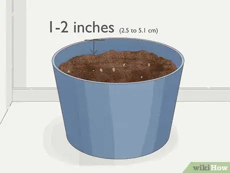 Image intitulée Grow Philodendron from Cuttings Step 17