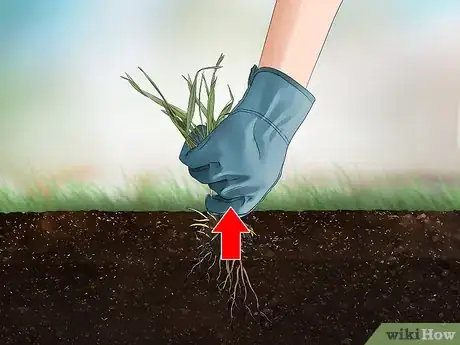 Image intitulée Get Rid of Quack Grass Step 7