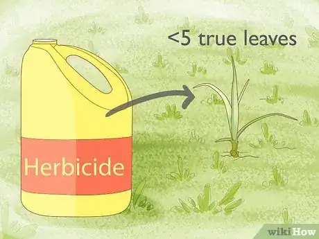 Image intitulée Get Rid of Nutgrass Step 15