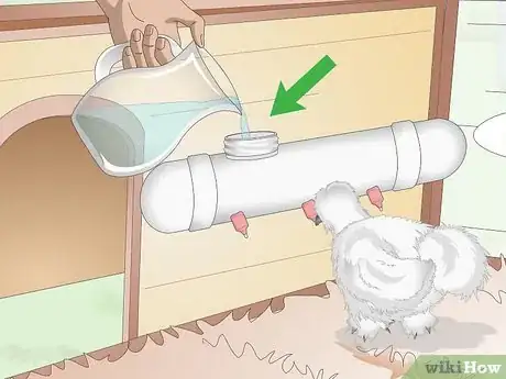 Image intitulée Care For Silkie Chickens Step 10