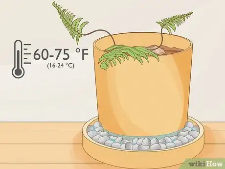Image intitulée Grow a Rabbit Foot Fern Step 8
