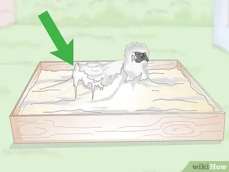Image intitulée Care For Silkie Chickens Step 16