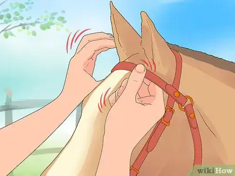 Image intitulée Bridle a Horse Step 23