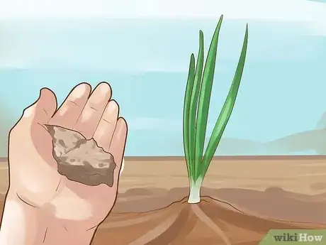 Image intitulée Grow Chives Step 14