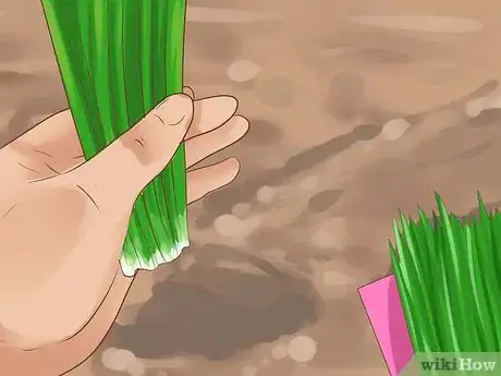 Image intitulée Grow Chives Step 19
