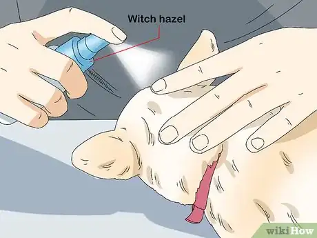 Image intitulée Treat Folliculitis in Dogs Step 10