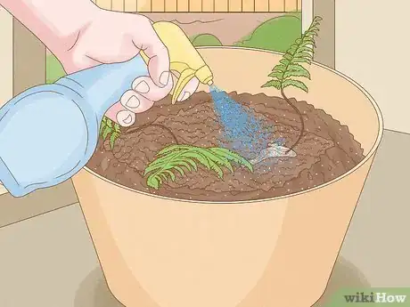 Image intitulée Grow a Rabbit Foot Fern Step 6