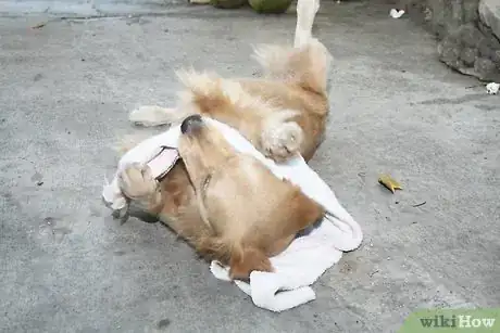 Image intitulée Identify a False Pregnancy in Dogs Step 1