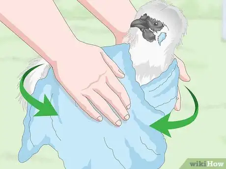 Image intitulée Care For Silkie Chickens Step 15