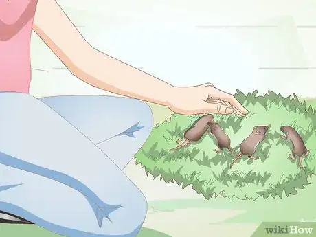 Image intitulée Save a Baby Wild Mouse Step 8