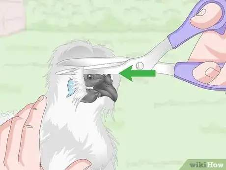 Image intitulée Care For Silkie Chickens Step 14