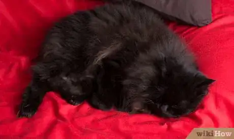 Image intitulée Give Your Cat a Massage Step 1