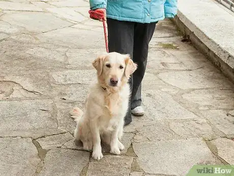 Image intitulée Teach Your Dog Tricks Step 18