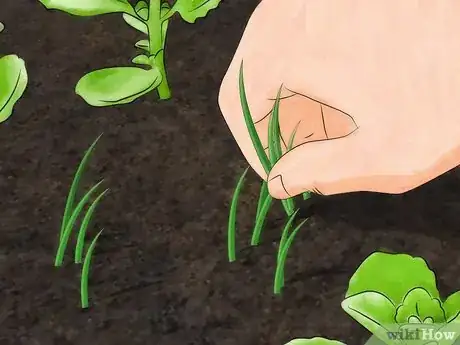 Image intitulée Grow Oregano Step 9