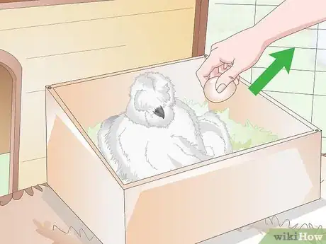 Image intitulée Care For Silkie Chickens Step 18