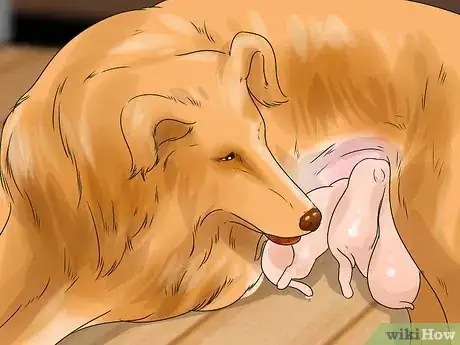 Image intitulée Feed Puppies Step 6