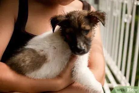 Image intitulée Bathe a Puppy for the First Time Step 28