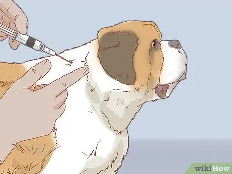 Image intitulée Care for a Saint Bernard Step 15