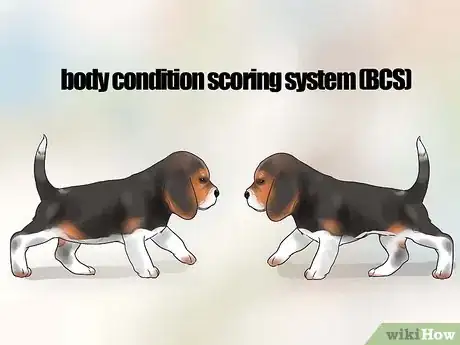 Image intitulée Feed Puppies Step 3