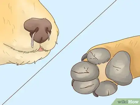 Image intitulée Keep Dogs Warm in the Winter Step 5