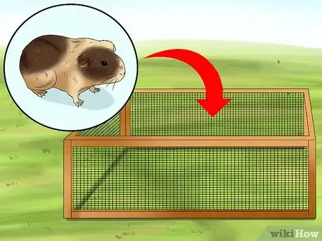 Image intitulée Play with a Guinea Pig Step 4